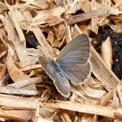 Zizina otis (Common Grass-Blue) at Downer, ACT - 18 Oct 2024 by RobertD