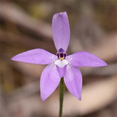 Glossodia major (Wax Lip Orchid) at Alexandra, VIC - 4 Oct 2024 by ConBoekel