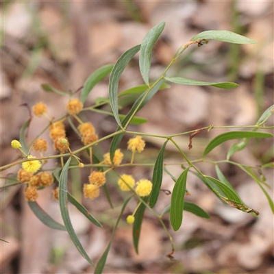 Acacia verniciflua (Varnish Wattle) at Alexandra, VIC - 4 Oct 2024 by ConBoekel