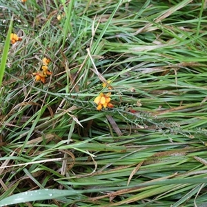 Mirbelia oxylobioides at Lyons, ACT - 19 Oct 2024