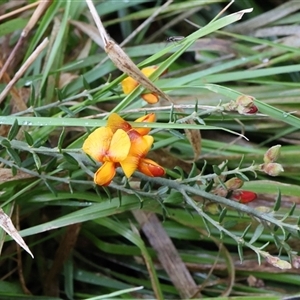 Mirbelia oxylobioides at Lyons, ACT - 19 Oct 2024