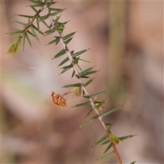 Acacia ulicifolia (Prickly Moses) at Alexandra, VIC - 4 Oct 2024 by ConBoekel