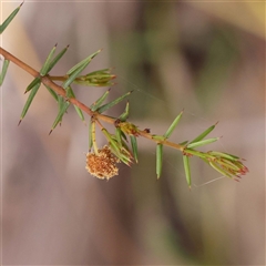Acacia ulicifolia at Alexandra, VIC - 4 Oct 2024 04:51 PM