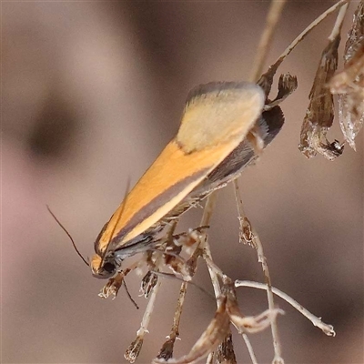 Philobota undescribed species near arabella at Alexandra, VIC - 4 Oct 2024 by ConBoekel