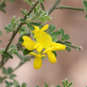 Genista monspessulana at Alexandra, VIC - 4 Oct 2024