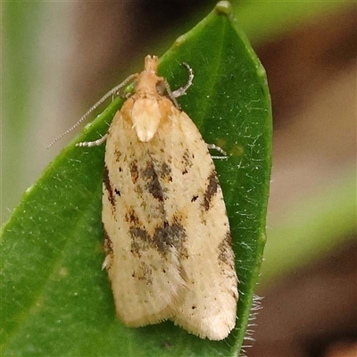 Crocidosema plebejana at Alexandra, VIC - 4 Oct 2024 by ConBoekel