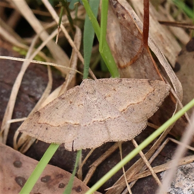 Mnesampela privata at Alexandra, VIC - 4 Oct 2024 by ConBoekel