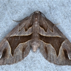 Chaetolopha oxyntis (Triangle Forest Carpet) at Rosedale, NSW - 18 Oct 2024 by jb2602