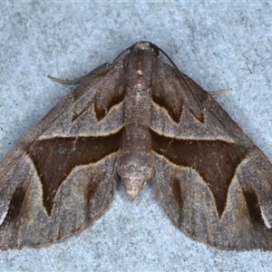 Chaetolopha oxyntis at Rosedale, NSW - 18 Oct 2024