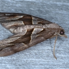 Chaetolopha oxyntis at Rosedale, NSW - 18 Oct 2024