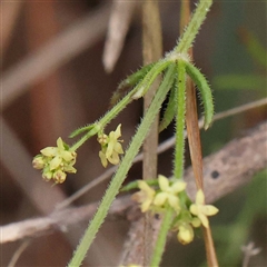 Galium gaudichaudii (Rough Bedstraw) at Alexandra, VIC - 4 Oct 2024 by ConBoekel