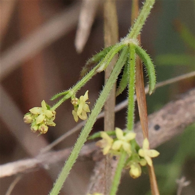 Galium gaudichaudii (Rough Bedstraw) at Alexandra, VIC - 4 Oct 2024 by ConBoekel