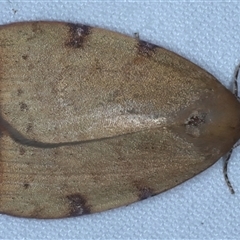 Detounda leptoplasta at Rosedale, NSW - 18 Oct 2024 by jb2602