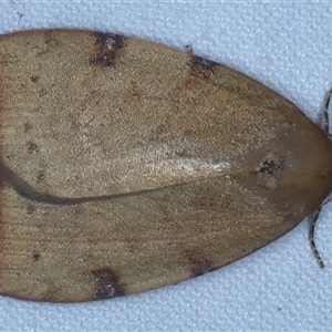 Detounda leptoplasta at Rosedale, NSW - 18 Oct 2024