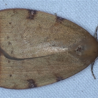 Detounda leptoplasta at Rosedale, NSW - 18 Oct 2024 by jb2602