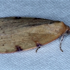 Detounda leptoplasta at Rosedale, NSW - 18 Oct 2024