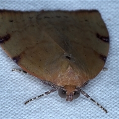 Detounda leptoplasta at Rosedale, NSW - 18 Oct 2024