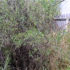 Dodonaea viscosa (Hop Bush) at Lyons, ACT - 19 Oct 2024 by ran452