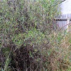 Dodonaea viscosa at Lyons, ACT - 19 Oct 2024 10:48 AM