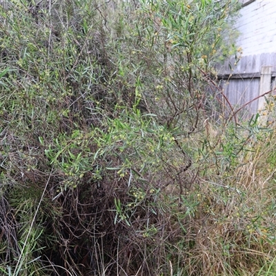 Dodonaea viscosa (Hop Bush) at Lyons, ACT - 19 Oct 2024 by ran452