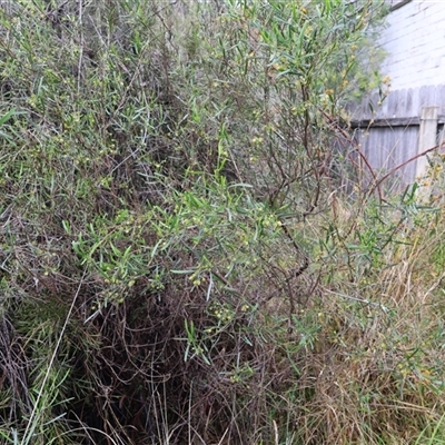 Dodonaea viscosa (Hop Bush) at Lyons, ACT - 18 Oct 2024 by ran452