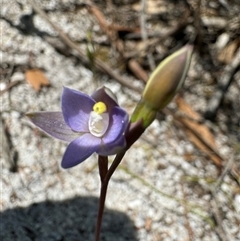 Thelymitra (Genus) (Sun Orchid) at Yanakie, VIC - 13 Oct 2024 by Louisab