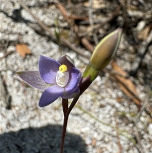 Thelymitra sp. at Yanakie, VIC - suppressed