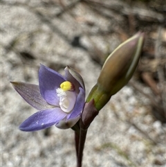 Thelymitra sp. at Yanakie, VIC - suppressed