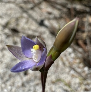 Thelymitra sp. at Yanakie, VIC - suppressed