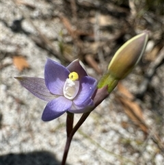 Thelymitra sp. at Yanakie, VIC - 13 Oct 2024