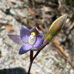 Thelymitra (Genus) at Yanakie, VIC - suppressed