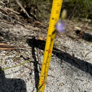 Thelymitra sp. at Yanakie, VIC - suppressed