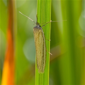 Philobota physaula at Harrison, ACT - suppressed