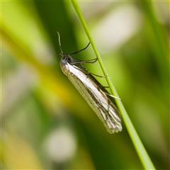 Philobota physaula at Harrison, ACT - suppressed