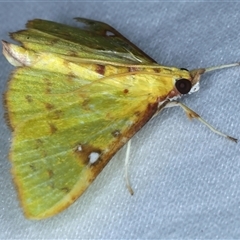 Archernis callixantha at Rosedale, NSW - 18 Oct 2024 08:54 PM