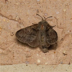 Pernattia pusilla at Harrison, ACT - 17 Oct 2024 07:35 PM