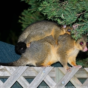 Trichosurus vulpecula at Harrison, ACT - suppressed