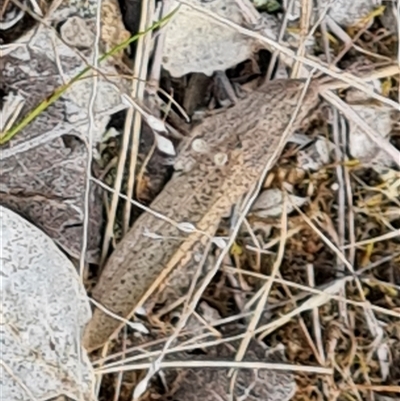 Acrididae sp. (family) (Unidentified Grasshopper) at Fadden, ACT - 19 Oct 2024 by Mike