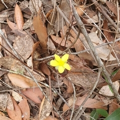 Hibbertia dentata (Twining Guinea Flower) at Kangaroo Valley, NSW - 19 Oct 2024 by don@kerrigan.net