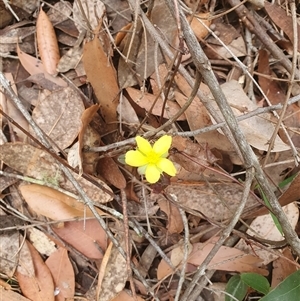 Hibbertia dentata at Kangaroo Valley, NSW - 19 Oct 2024