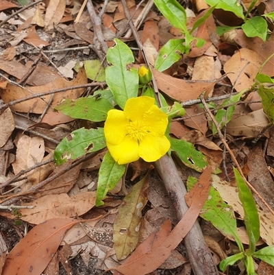 Hibbertia scandens (Climbing Guinea Flower) at Kangaroo Valley, NSW - 19 Oct 2024 by don@kerrigan.net