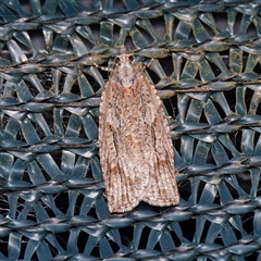 Thrincophora lignigerana (A Tortricid moth) at Harrison, ACT - 17 Oct 2024 by DPRees125