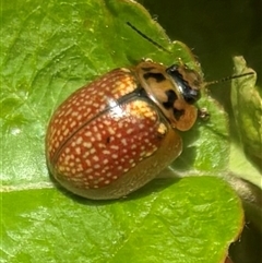 Paropsisterna decolorata (A Eucalyptus leaf beetle) at Adaminaby, NSW - 18 Oct 2024 by Magpie4