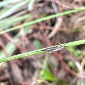 Idolothrips spectrum at Aranda, ACT - 19 Oct 2024