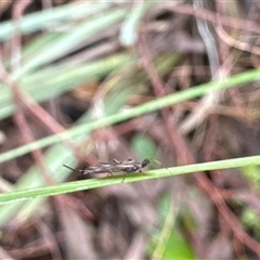 Idolothrips spectrum at Aranda, ACT - 19 Oct 2024