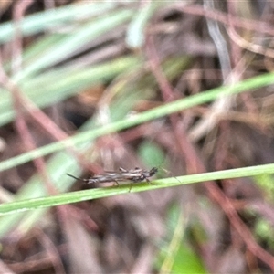 Idolothrips spectrum at Aranda, ACT - 19 Oct 2024