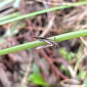 Idolothrips spectrum at Aranda, ACT - 19 Oct 2024