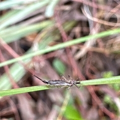 Idolothrips spectrum at Aranda, ACT - 19 Oct 2024