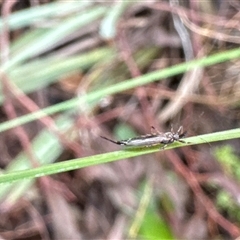 Idolothrips spectrum at Aranda, ACT - 19 Oct 2024 11:23 AM