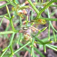 Unidentified Other hunting spider at Aranda, ACT - 19 Oct 2024 by Jubeyjubes